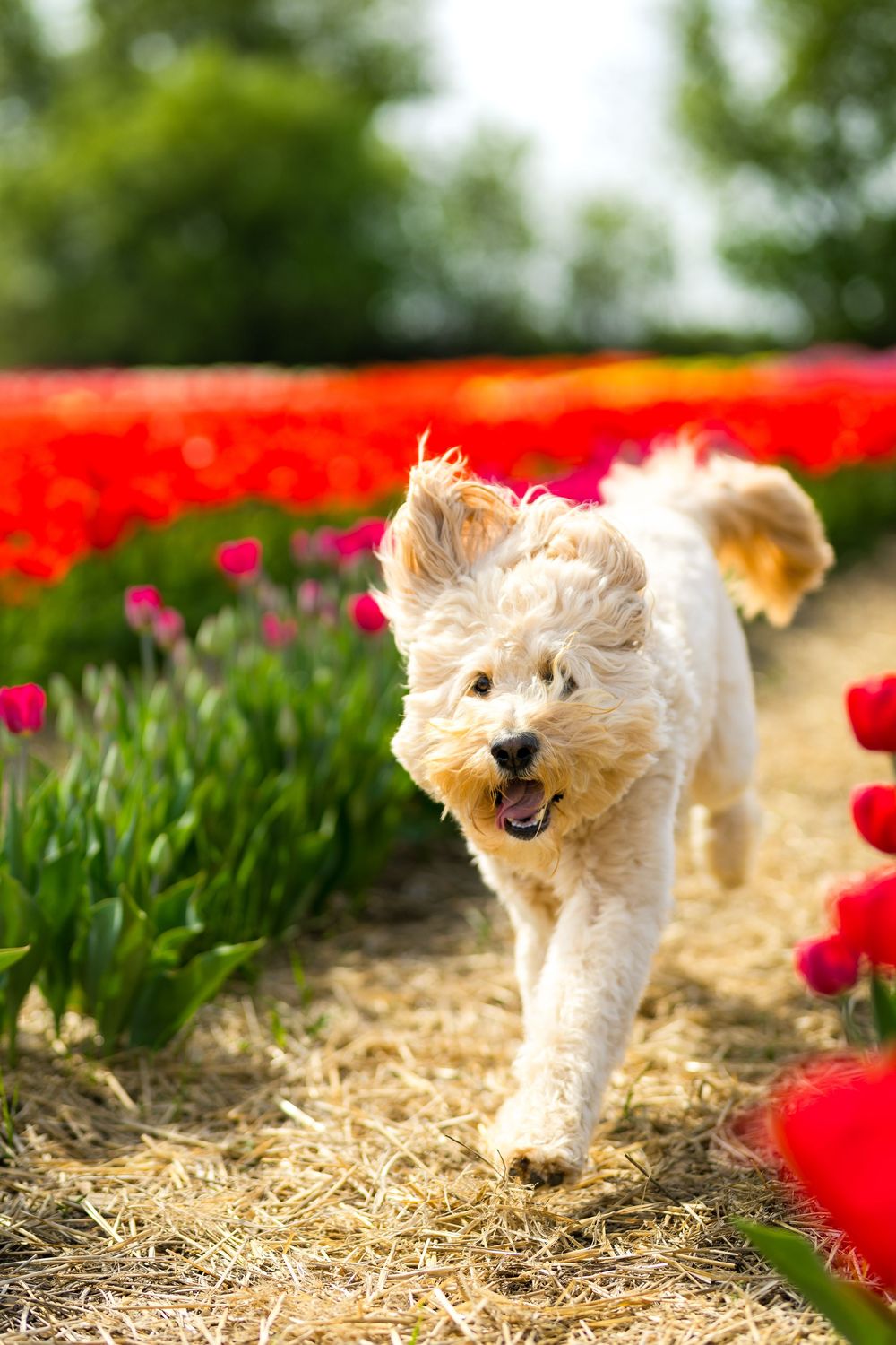 A white puppy runs excitedly through a garden path lined with colorful tulips and straw. Ottawa Wedding Photographer