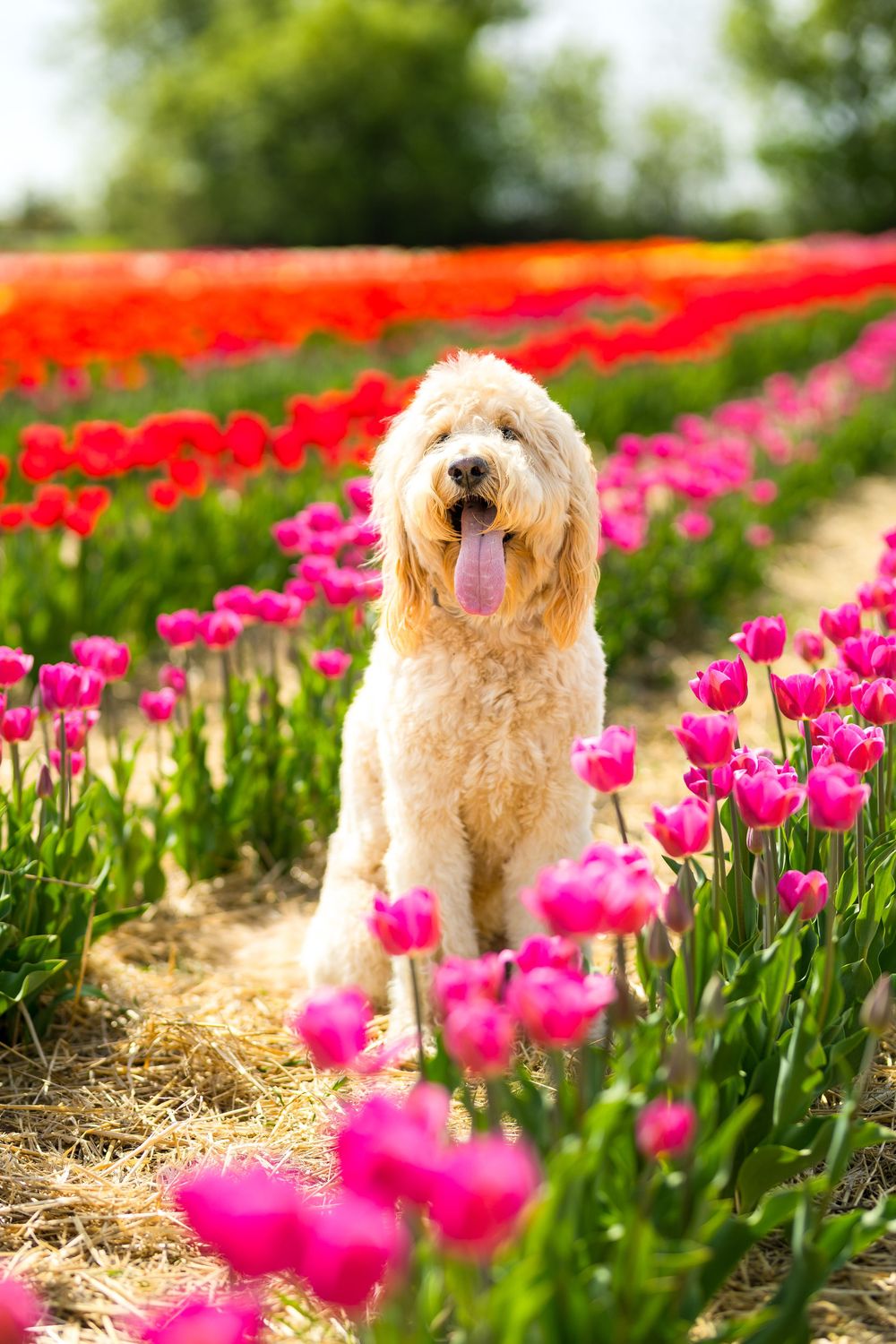 A happy Goldendoodle dog sits among vibrant red and pink tulip fields on a sunny spring day. Ottawa Wedding Photographer
