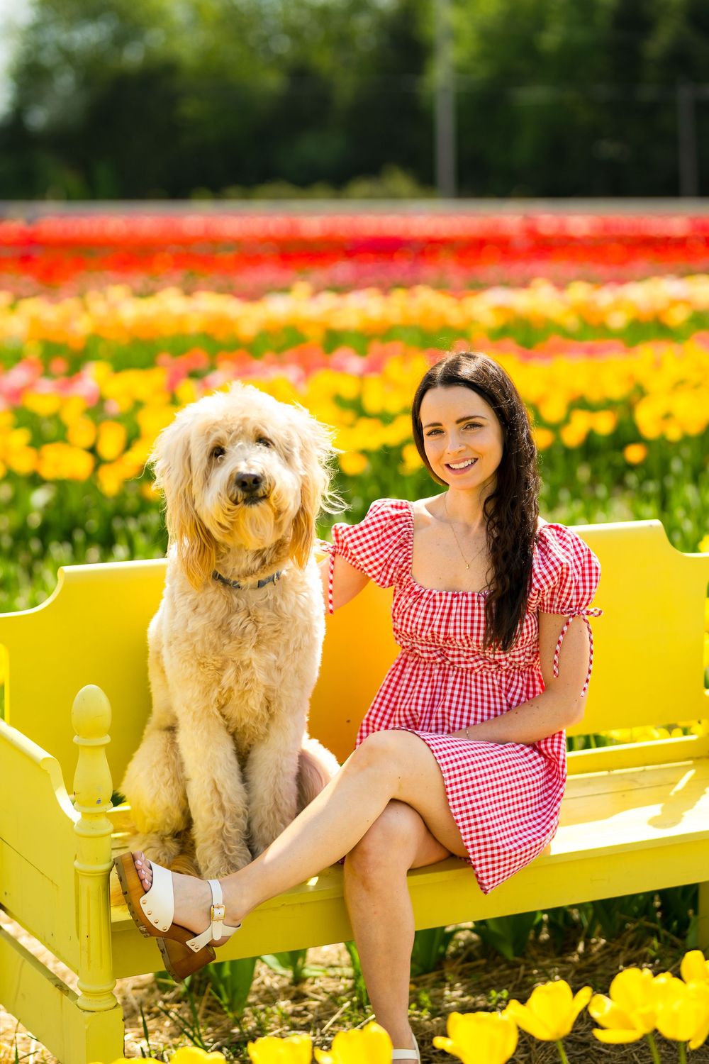 A goldendoodle dog and woman in red gingham dress sit together on a bright yellow bench amid colorful tulip fields. Ottawa Wedding Photograp