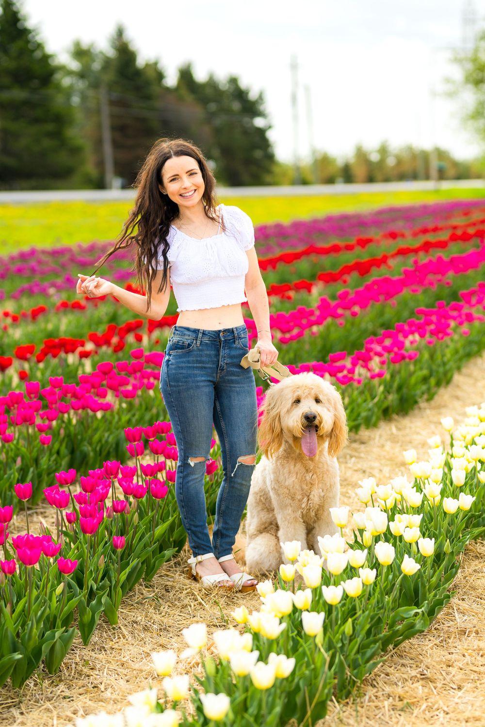 A golden doodle dog sits with its owner among rows of vibrant pink and white tulips in a flower field. Ottawa Wedding Photographer