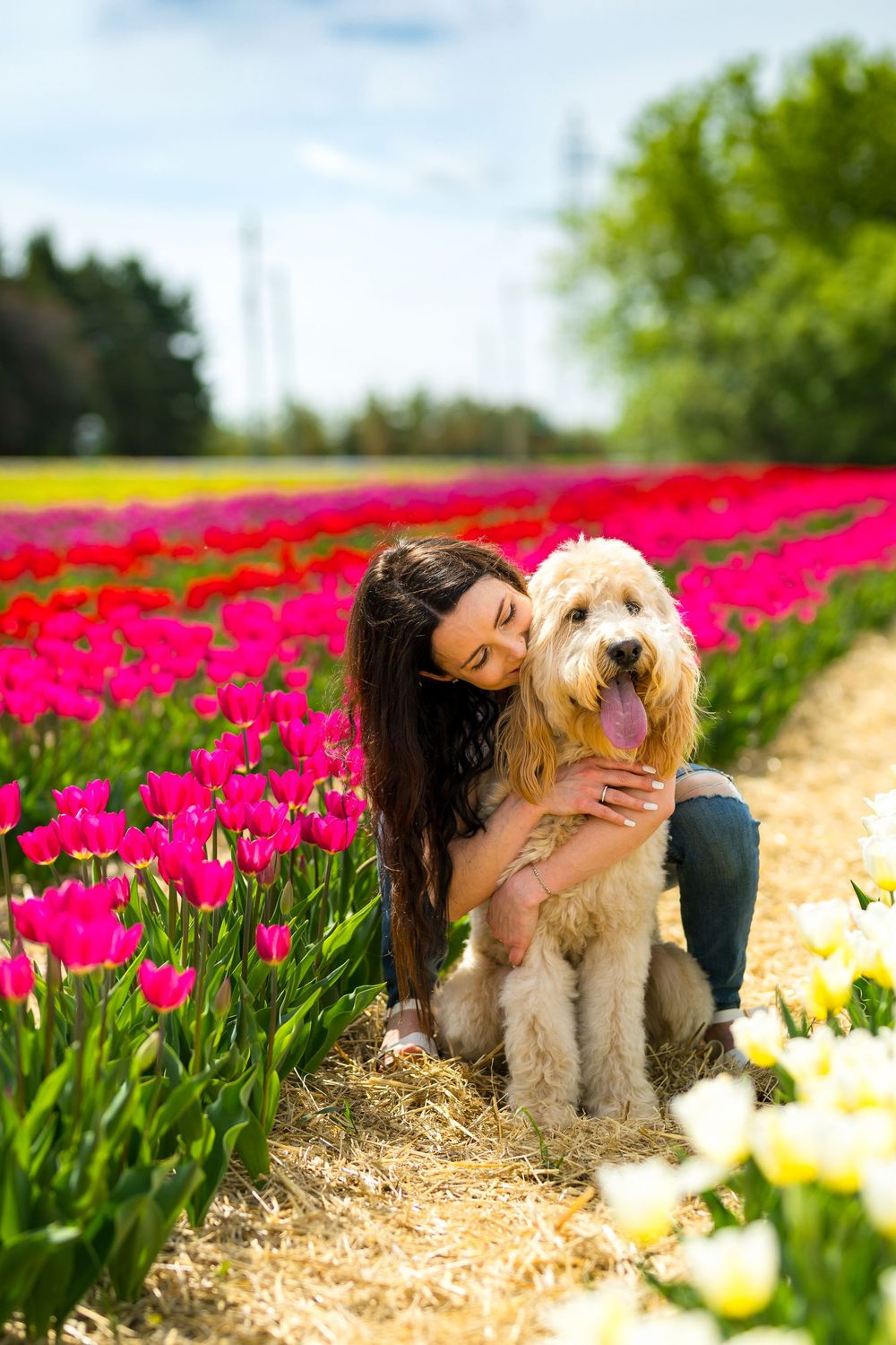 Goldendoodle dog sitting with owner in beautiful tulip field with vibrant red flowers on sunny spring day. Ottawa Wedding Photographer