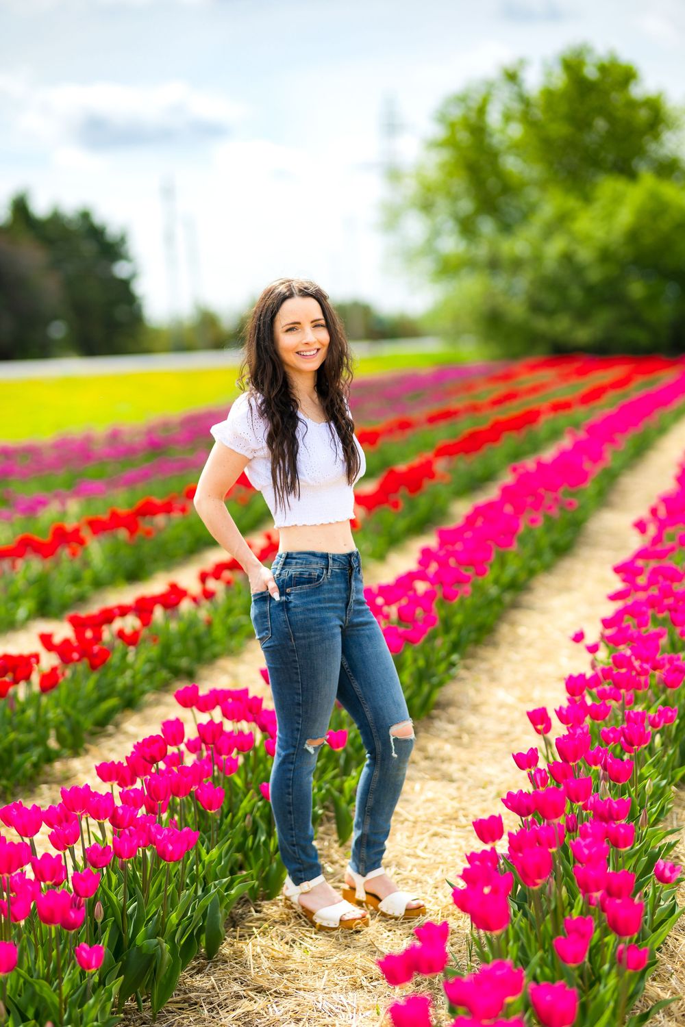 Beautiful rows of red and pink tulips bloom in a spring field with a dirt path between colorful flower stripes. Ottawa Wedding Photographer