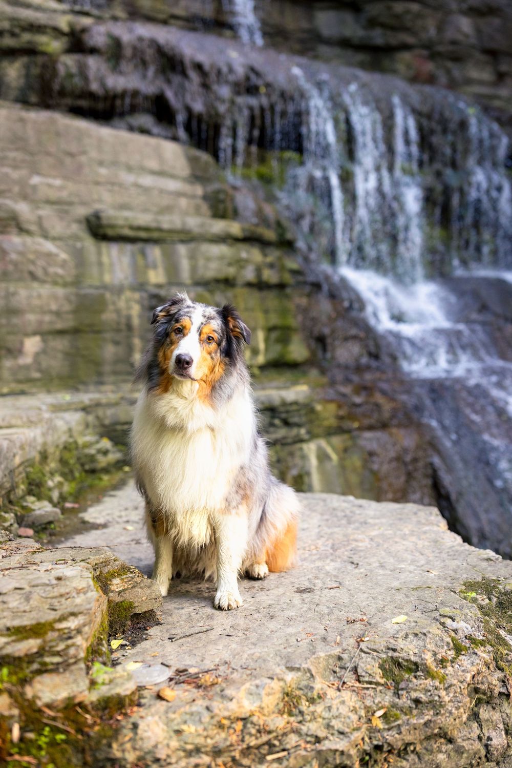 An Australian Shepherd dog sits proudly on a rocky ledge in front of a cascading waterfall in nature. Ottawa pet photographer