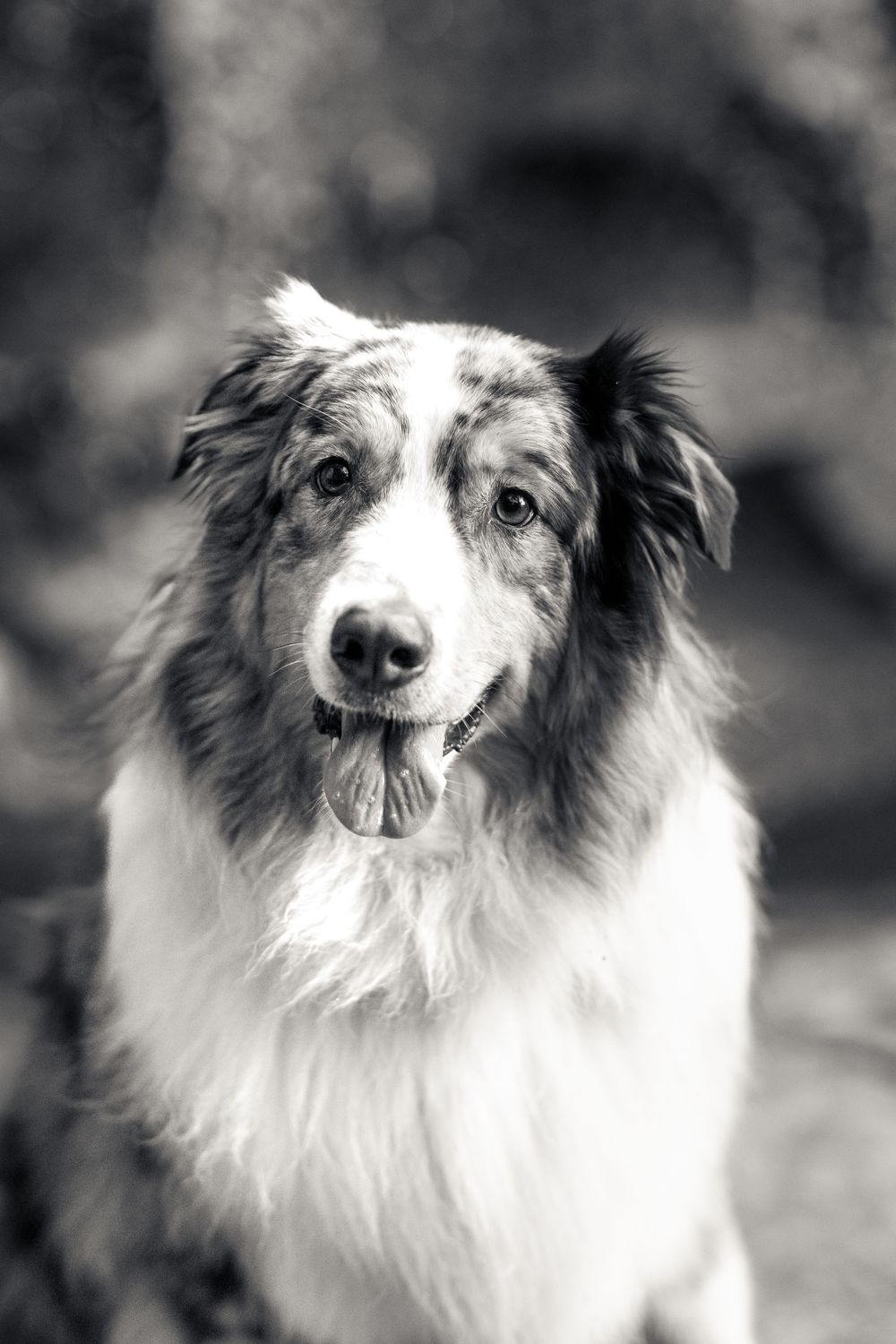 Black and white portrait series of a Border Collie showing different expressions and angles in natural lighting. Ottawa Pet Photographer