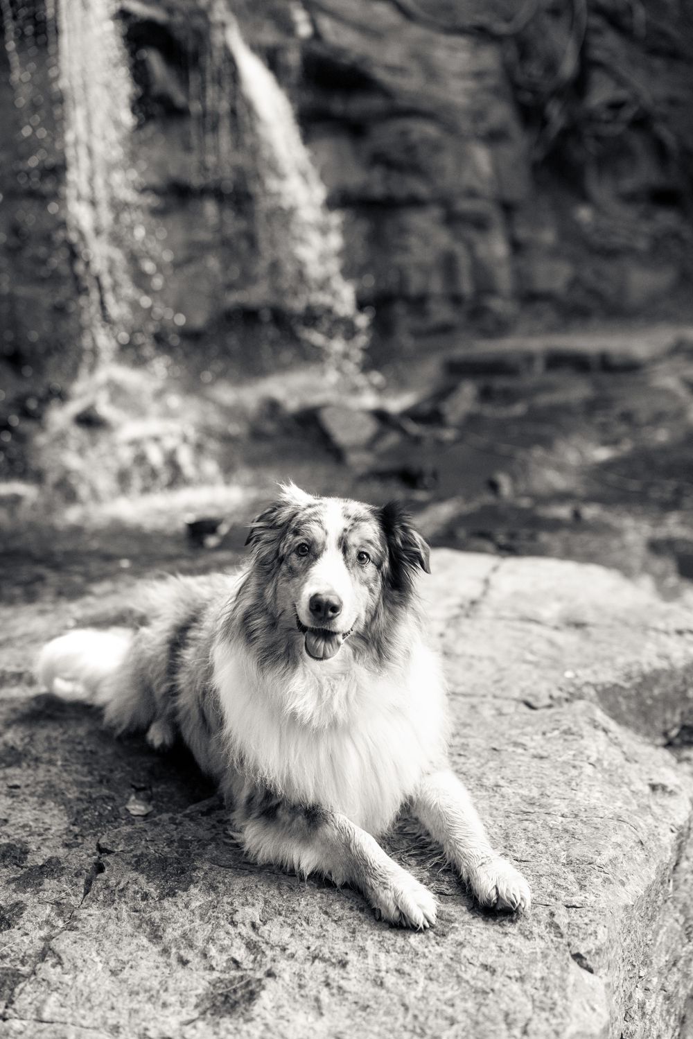Australian shepherd dog lying peacefully on a rock in black and white photography sequence. Ottawa Pet Photographer