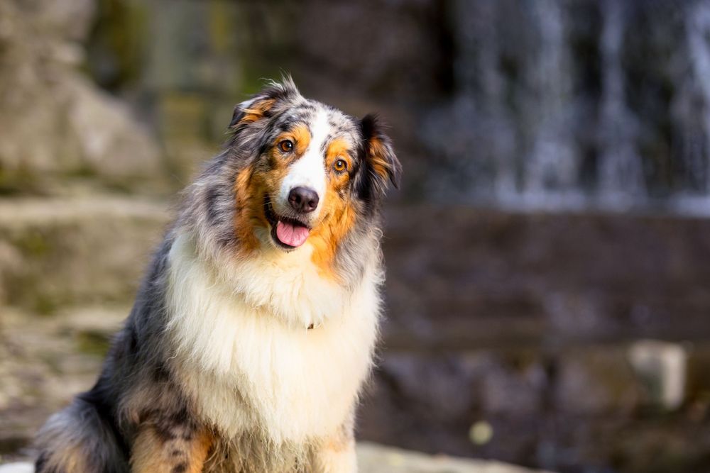 Beautiful Australian Shepherd dog with tricolor coat sits alert in front of waterfall background in natural setting. Ottawa Pet Photographer
