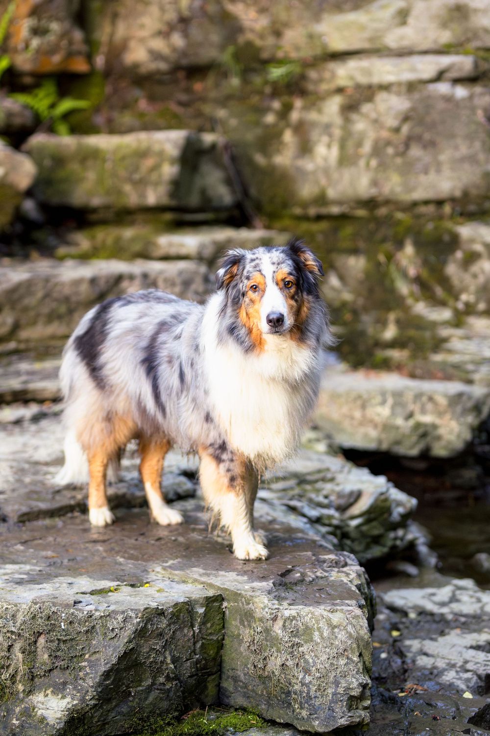 Australian shepherd dog with tricolor coat walking on rocky terrain near water's edge in a scenic outdoor setting. Ottawa Pet Photographer