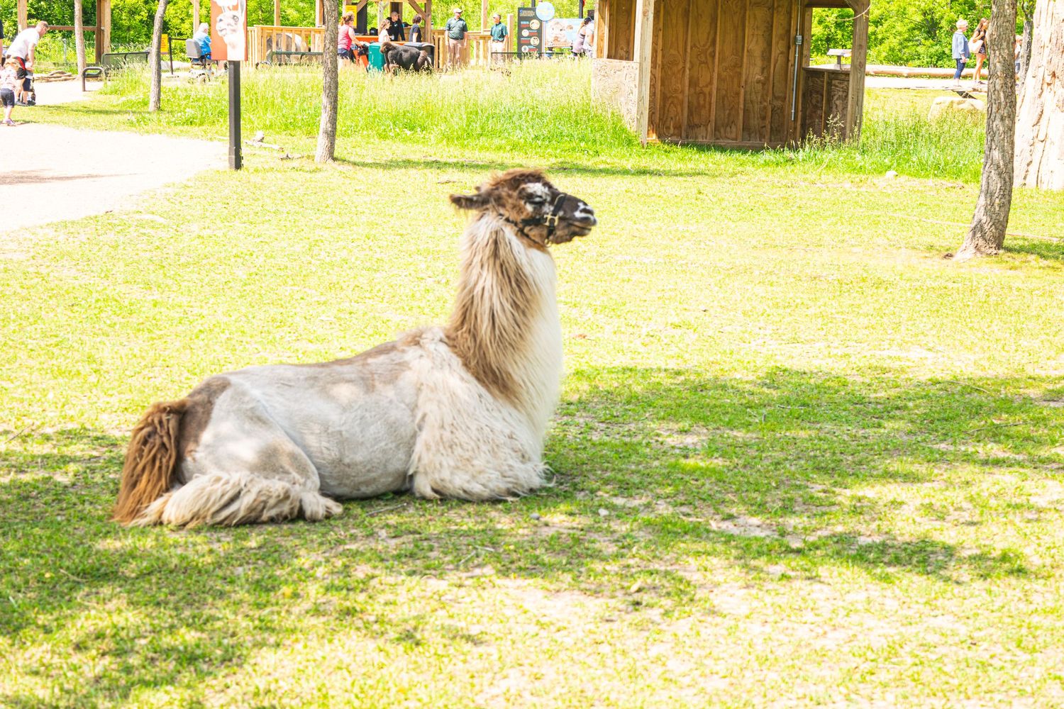 A spotted llama lounges on the grass in a pastoral setting with trees and buildings in the background.