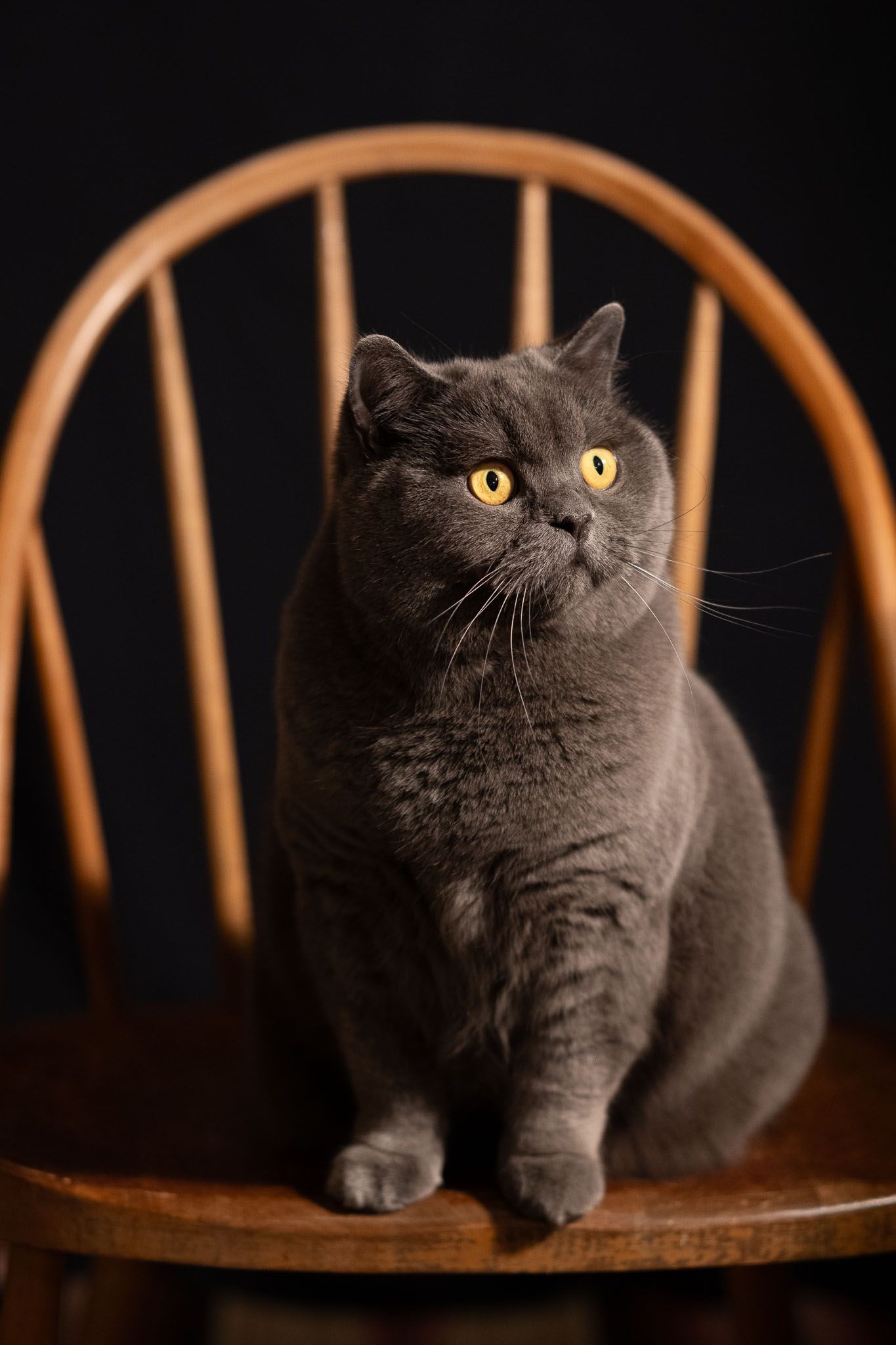 Husdjursporträtt. Katt som sitter på en stol.