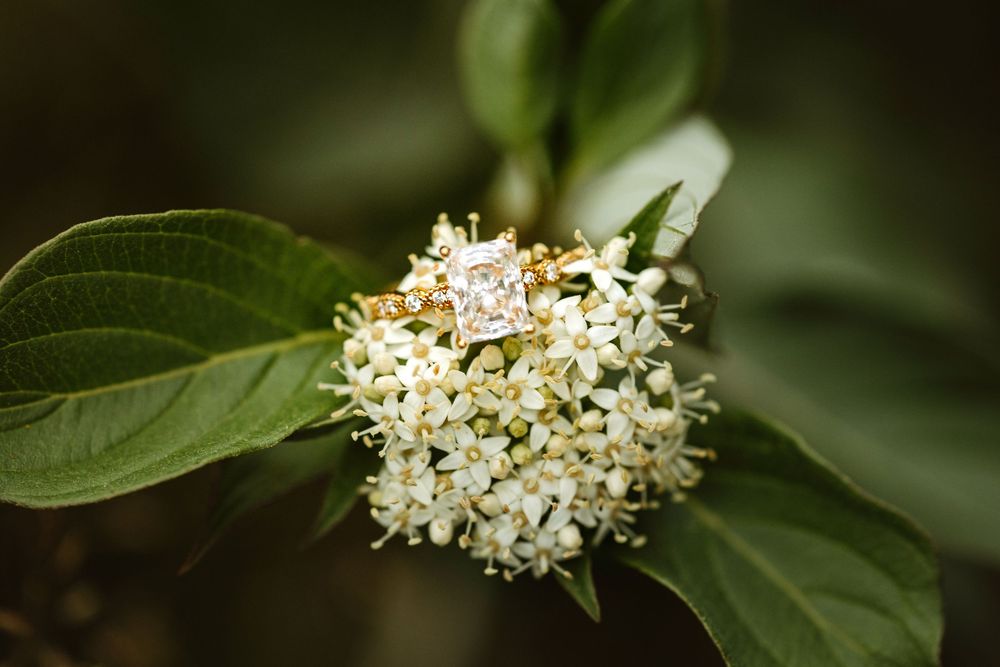 Diamond engagement ring resting on white viburnum flower cluster with green leaves.