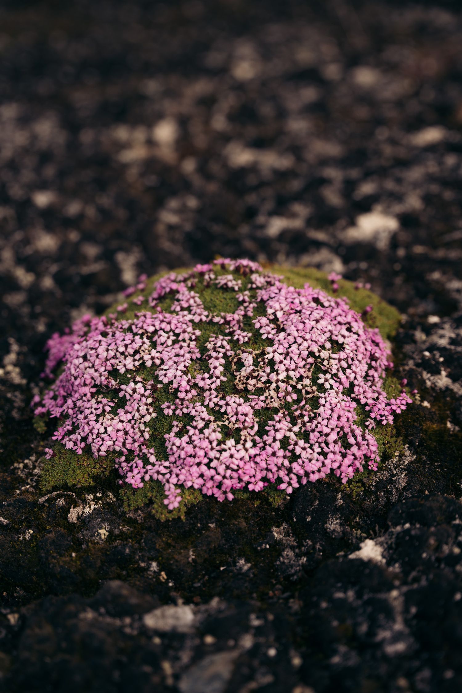 Coussin de silène acaule en fleurs roses isolé sur un sol volcanique sombre