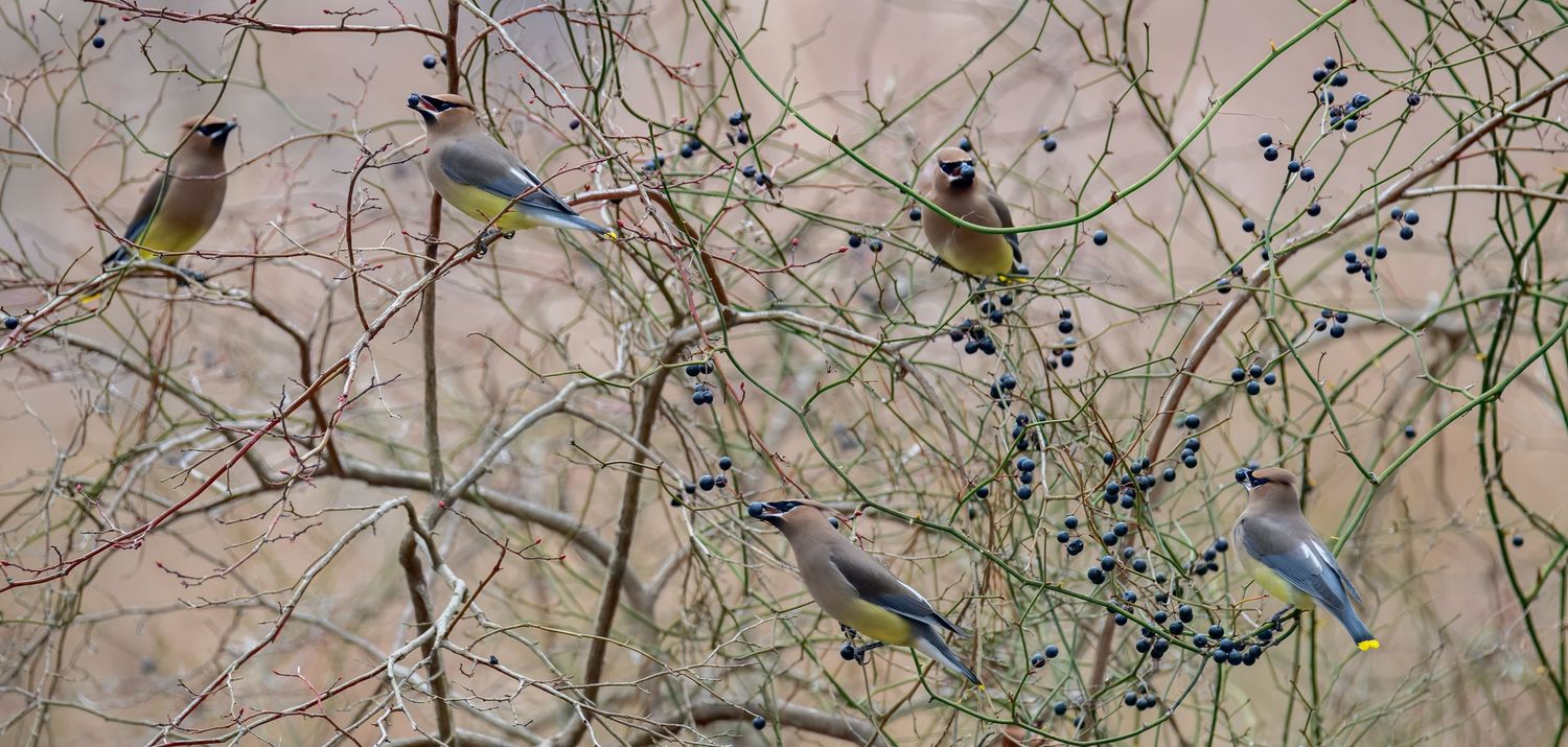 Cedar Waxwings Bombycilla cedrorum eating winter berries Virginia Paul Block is an excellent over the couch wall hanging with gorgeous birds