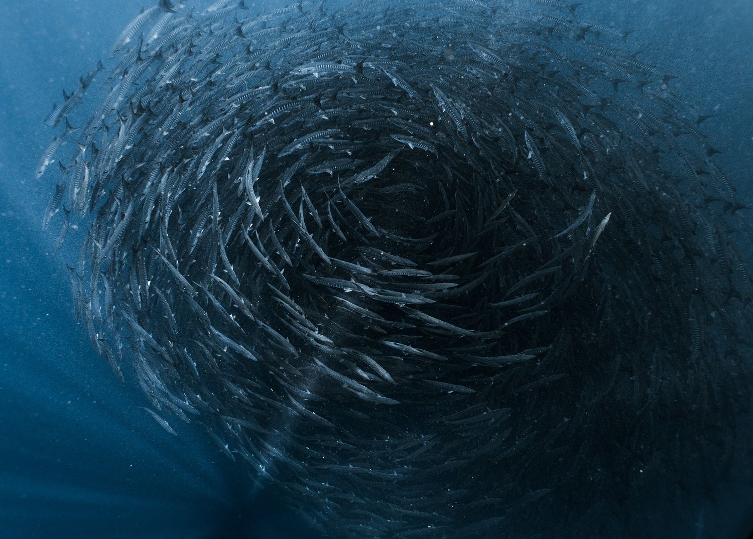 A massive school of fish forming a mesmerizing spiral vortex underwater in deep blue ocean waters.