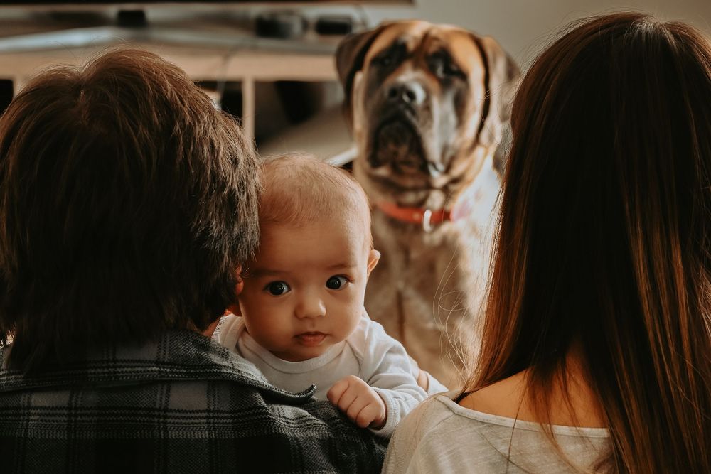 A baby looks at the camera while being held by two adults, with a large Mastiff dog sitting in the background.