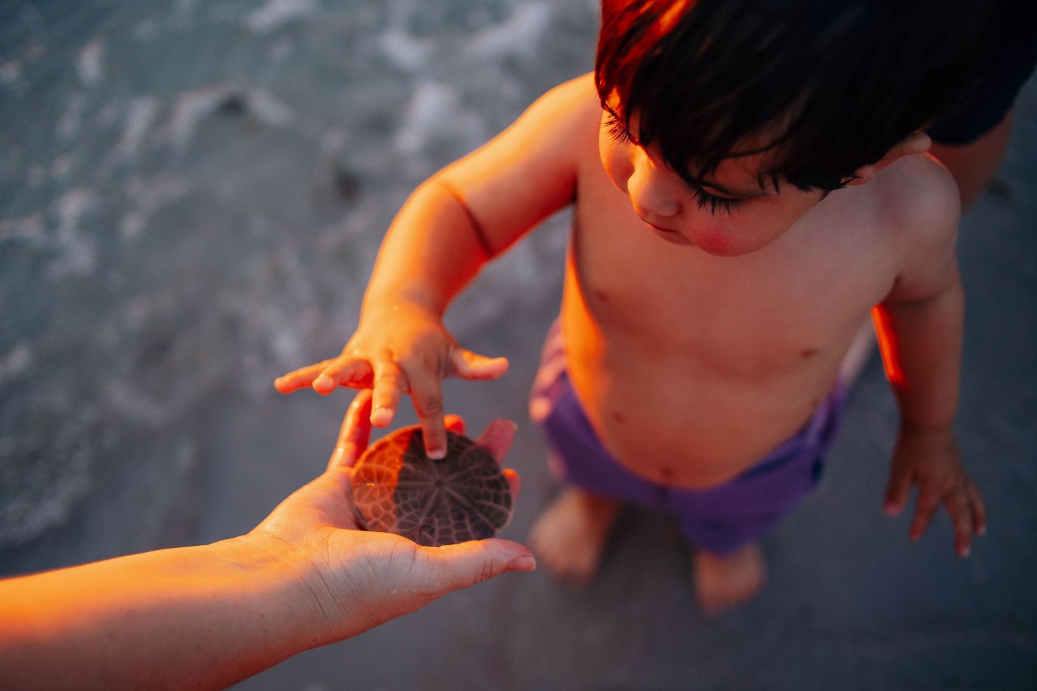 Shirtless toddler in purple shorts on a beach at sunset reaching to touch a sand dollar held in an adult's open hand.