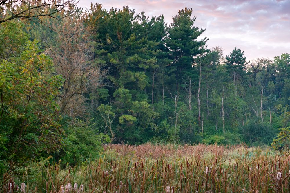 Sandhill Cranes and their habitat photographed by David J. Manning on September 28, 2026.