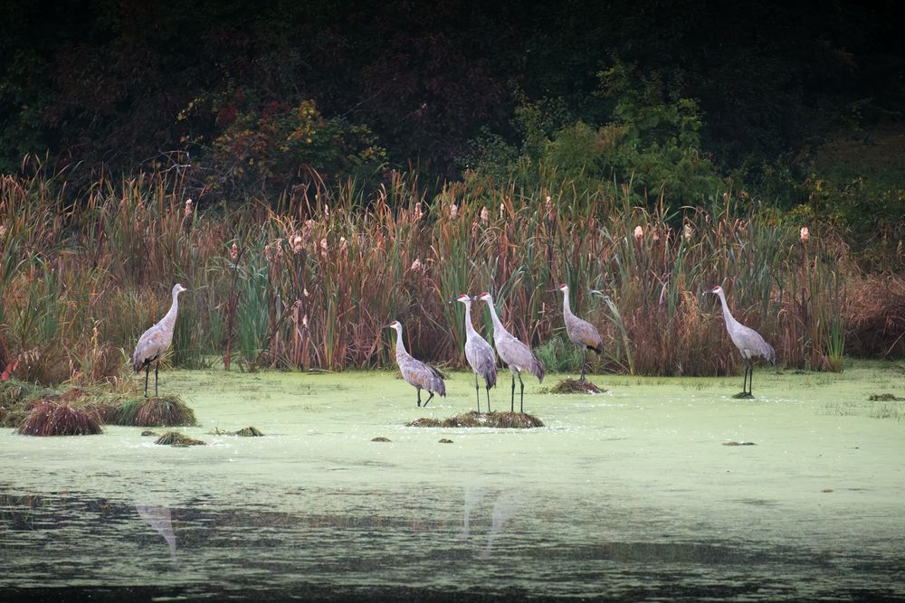 Sandhill Cranes and their habitat photographed by David J. Manning on September 28, 2026.