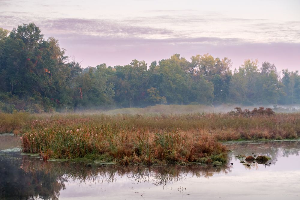 Sandhill Cranes and their habitat photographed by David J. Manning on September 28, 2026.