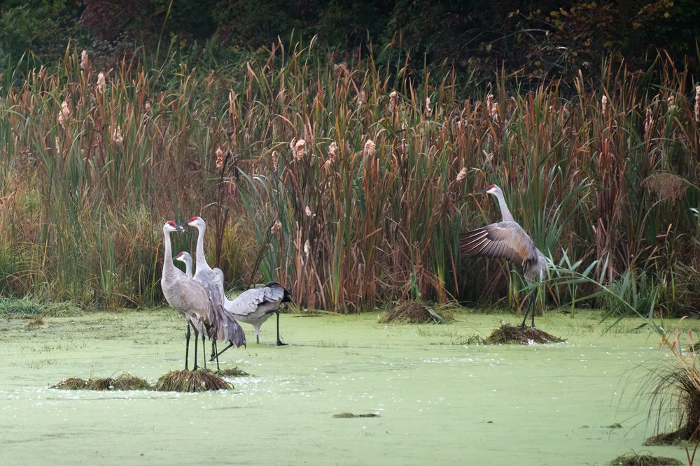 Sandhill Cranes and their habitat photographed by David J. Manning on September 28, 2026.