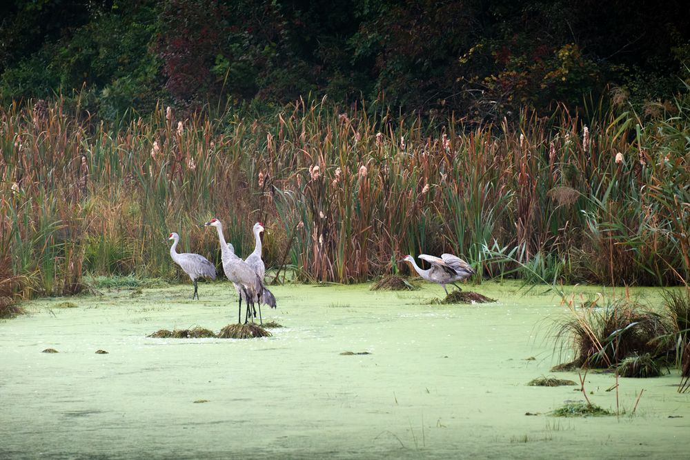 Sandhill Cranes and their habitat photographed by David J. Manning on September 28, 2026.