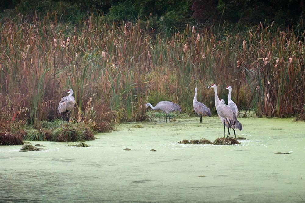 Sandhill Cranes and their habitat photographed by David J. Manning on September 28, 2026.
