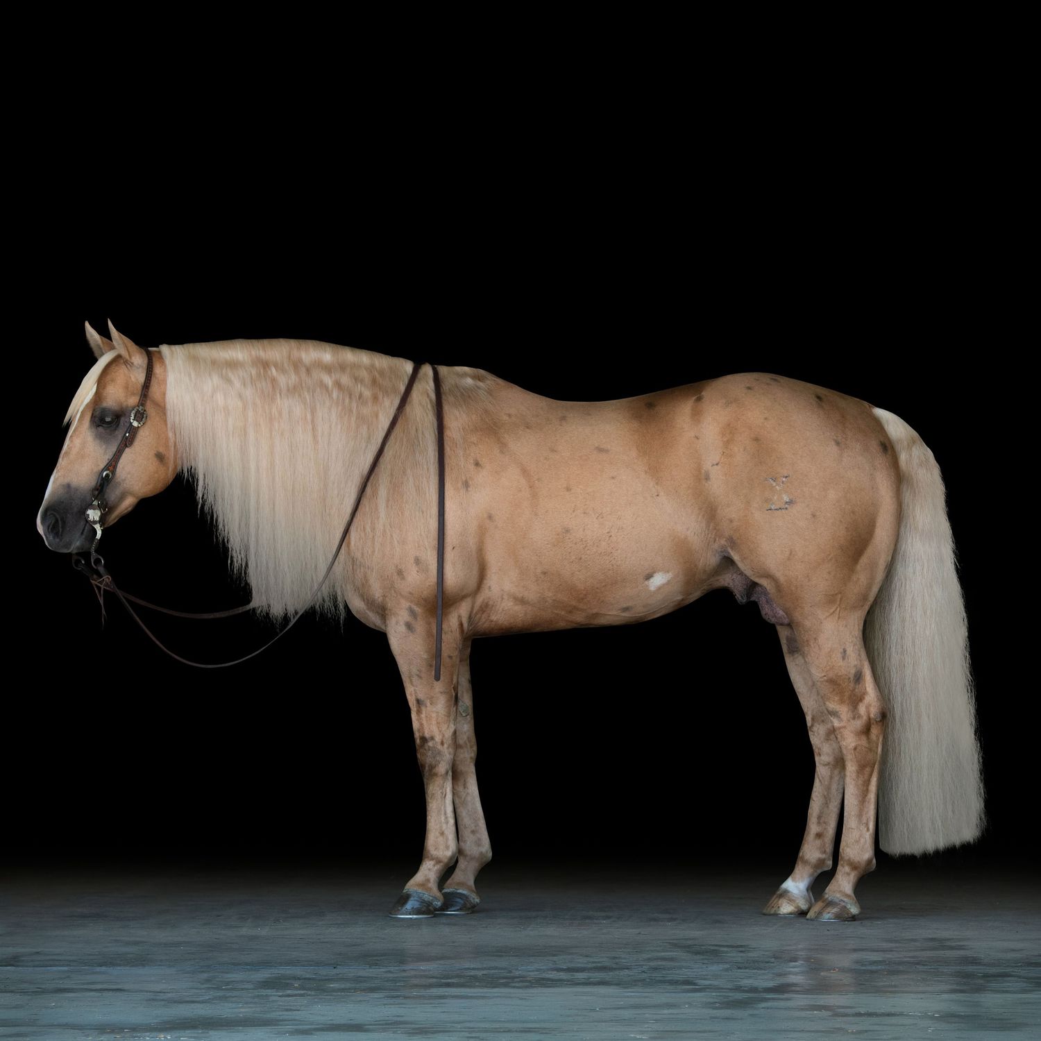 A chestnut horse standing in a lush green pasture on a sunny day.