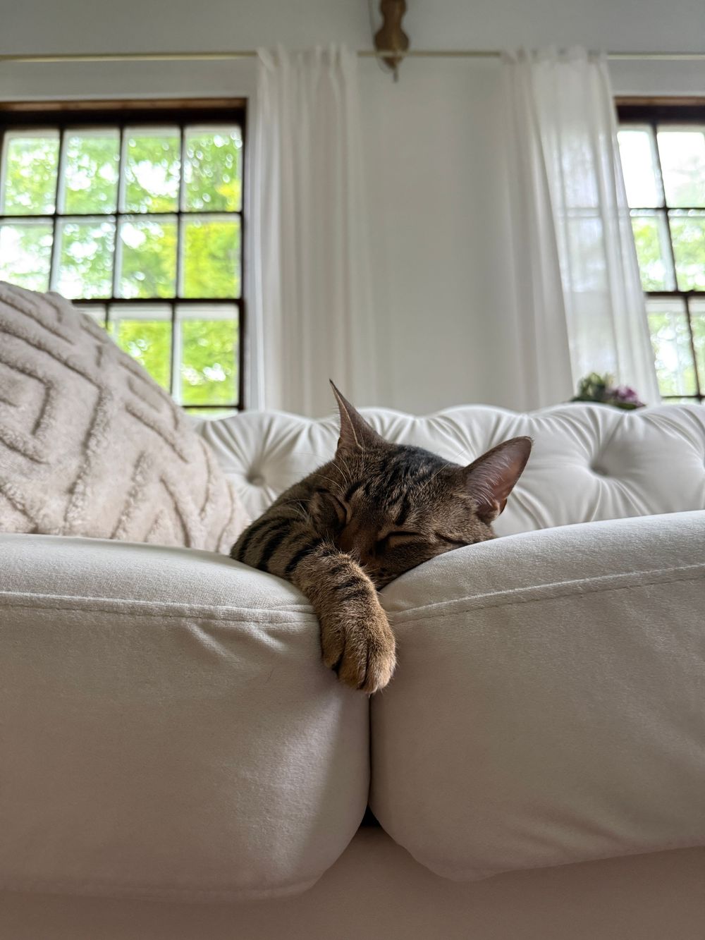 A tabby cat napping on a white tufted sofa with paws draped over the edge, near a window with white curtains.