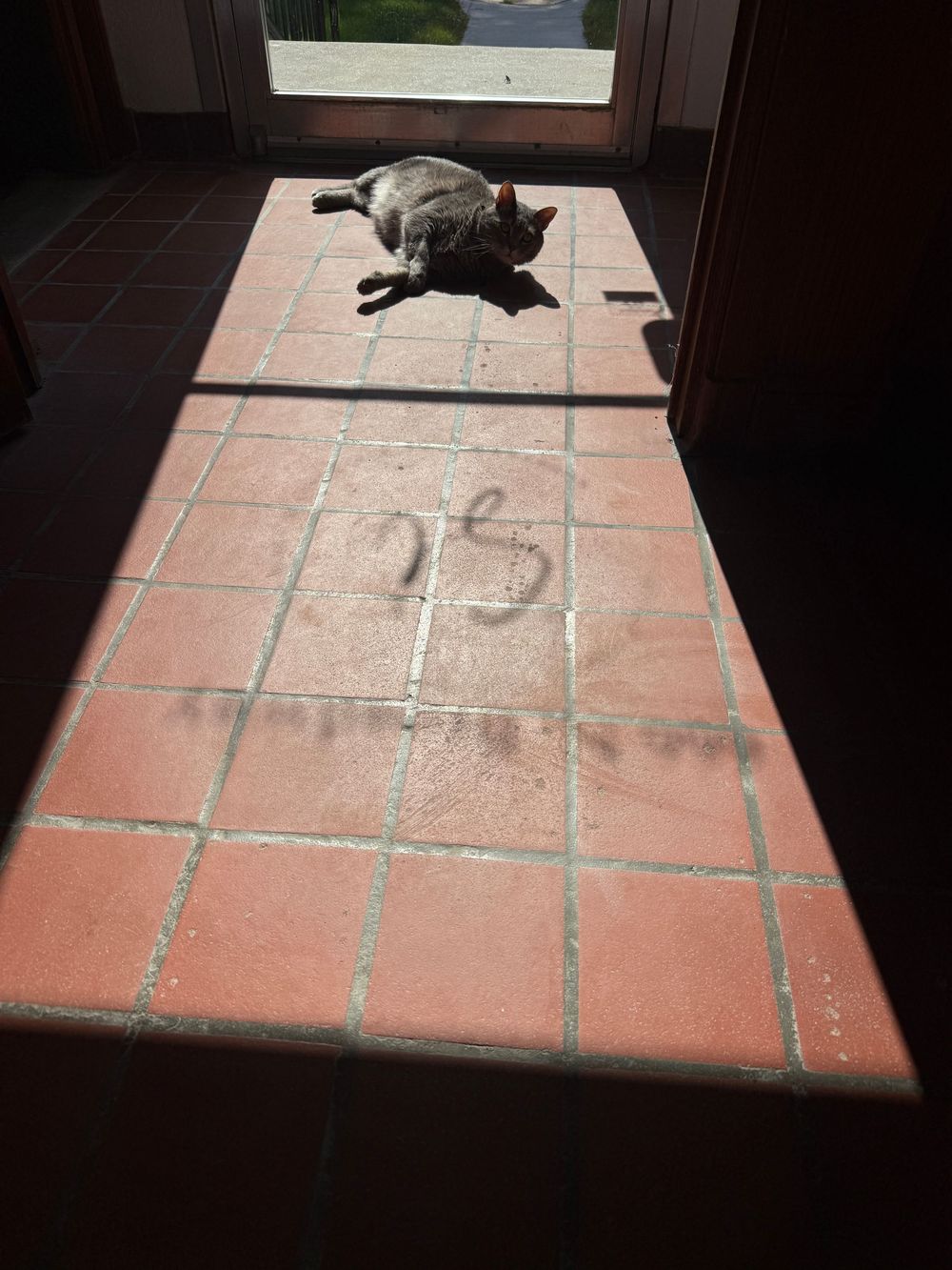 A gray cat sunbathing on terracotta tile floor near a bright doorway with sunlight casting shadows.