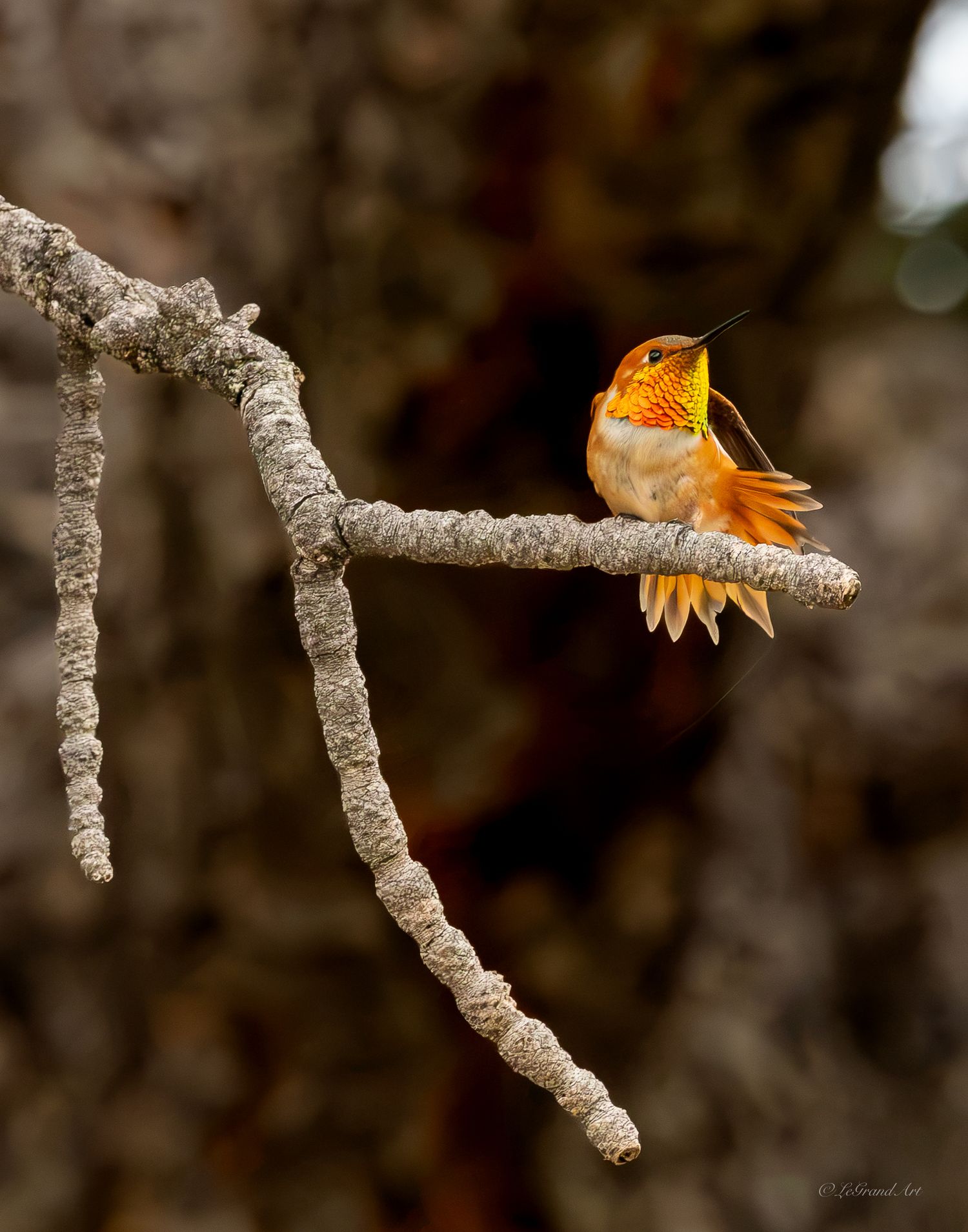 Rufous hummingbird perched on lichen-covered branch with orange plumage glowing.