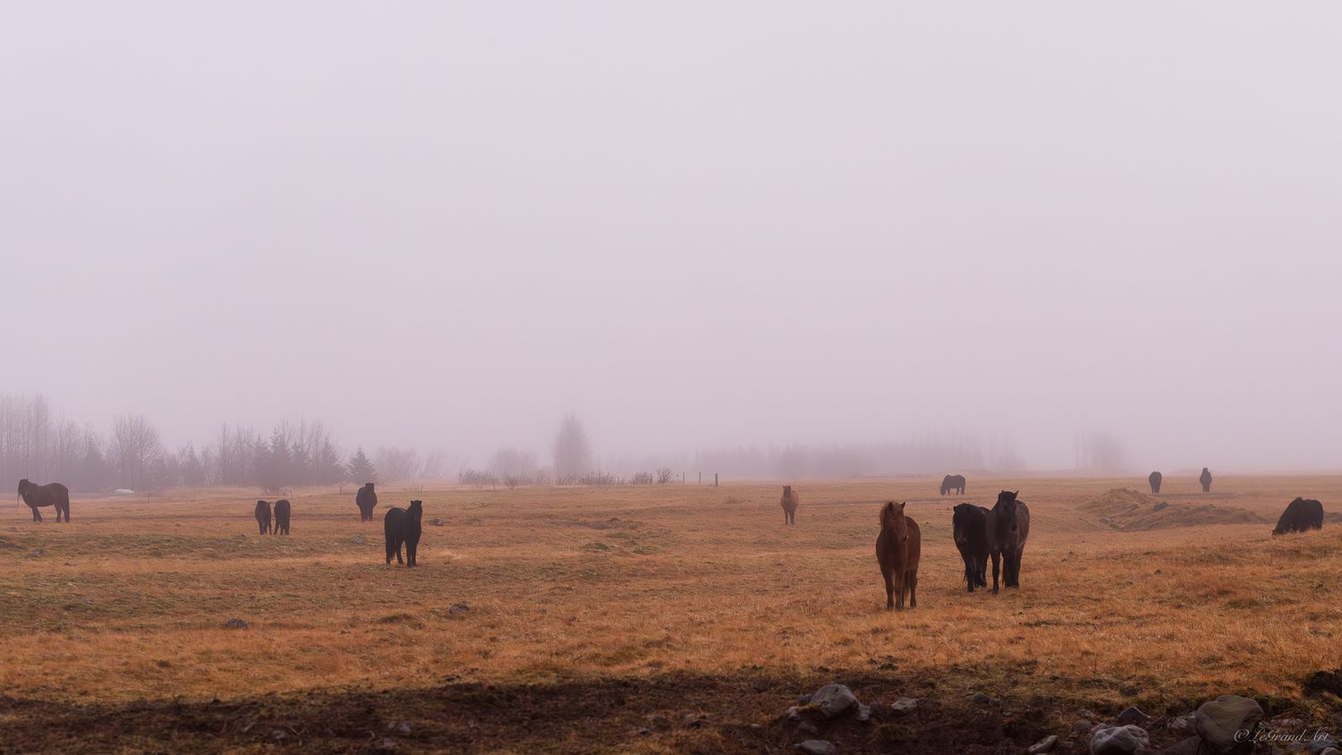 Icelandic horses grazing in a misty, foggy field on an overcast autumn morning in Iceland.
