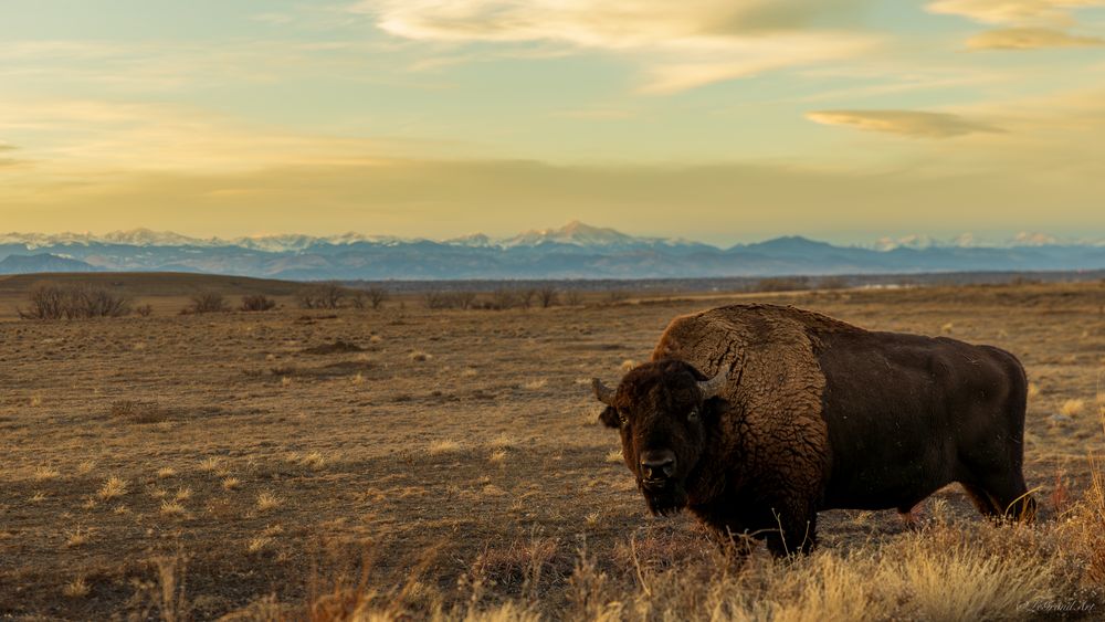 Majestic American bison standing on dry golden grassland with snow-capped mountain range visible under a cloudy sky.