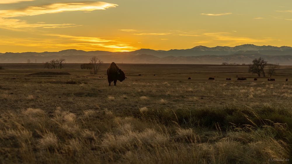 Lone bison silhouetted against a golden prairie sunset with mountain range in the background on an open grassland.