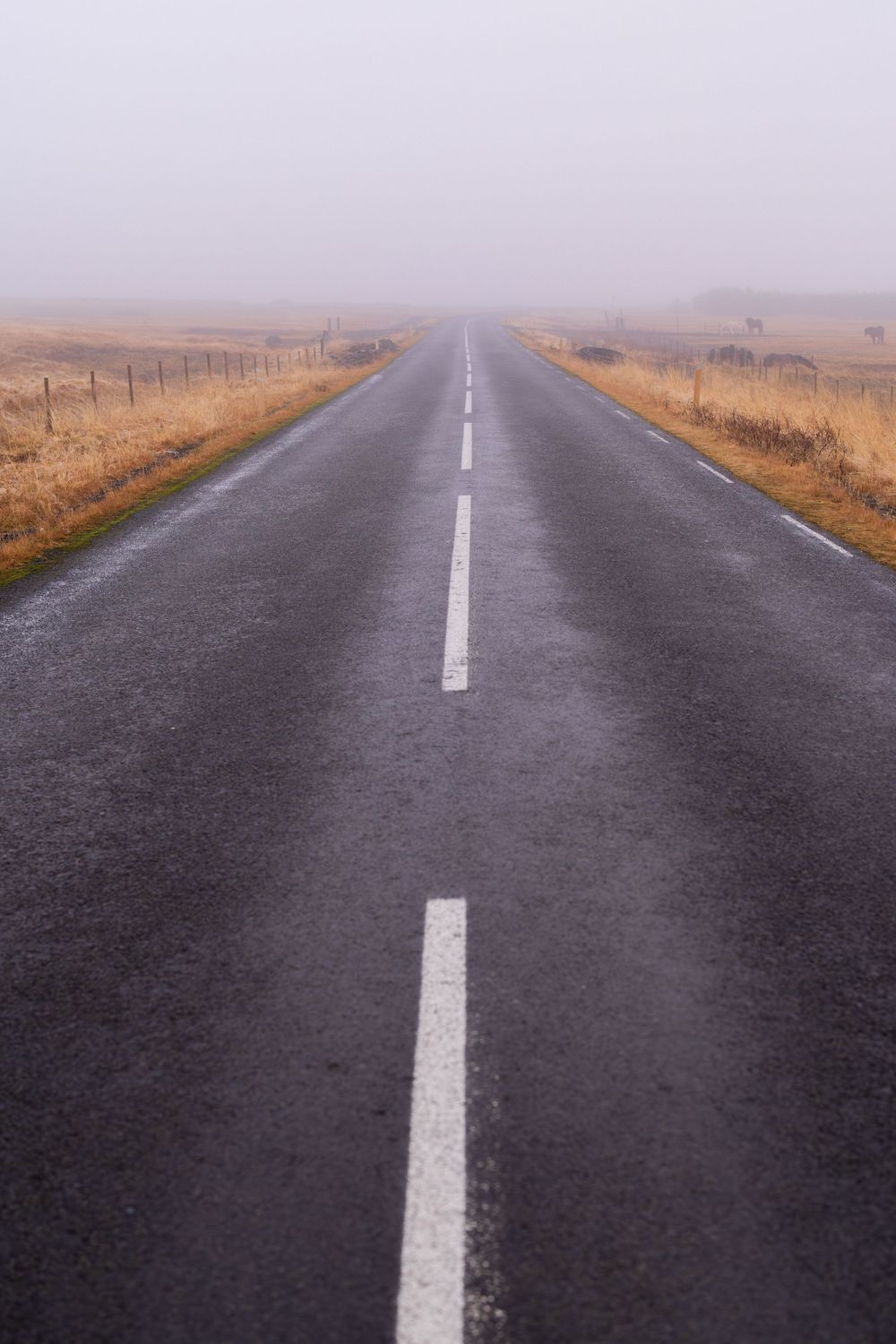 Straight two-lane road disappearing into dense fog across flat golden moorland fields under a grey overcast sky.