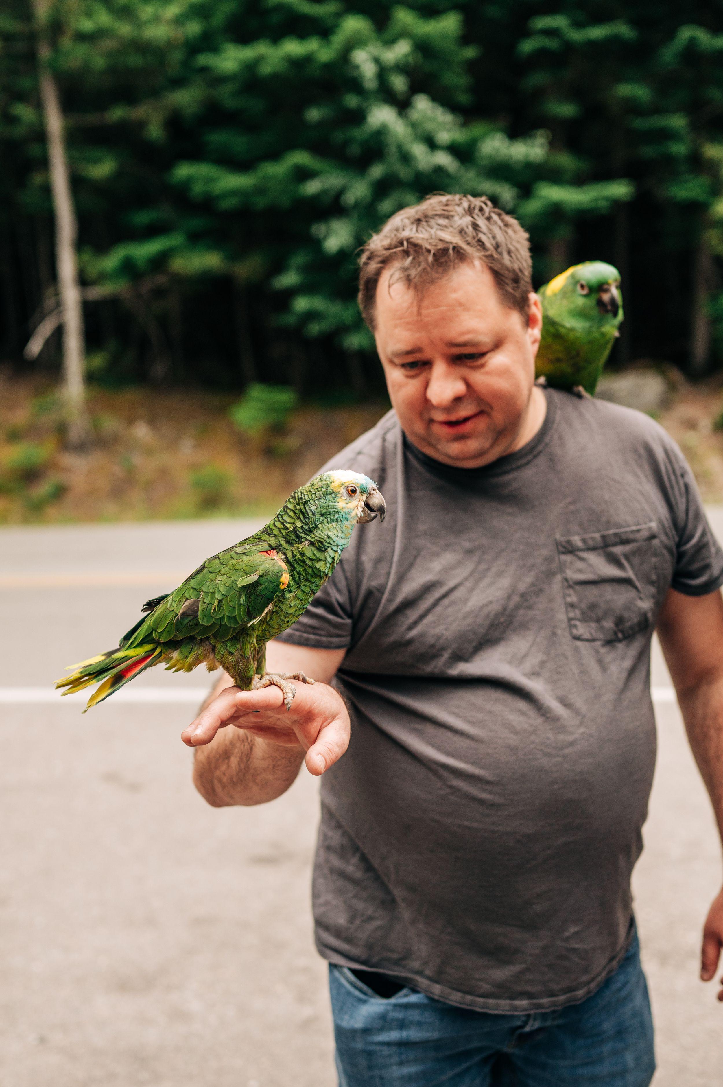 Man holding two green Amazon parrots, one on his hand and one on his shoulder, outdoors.