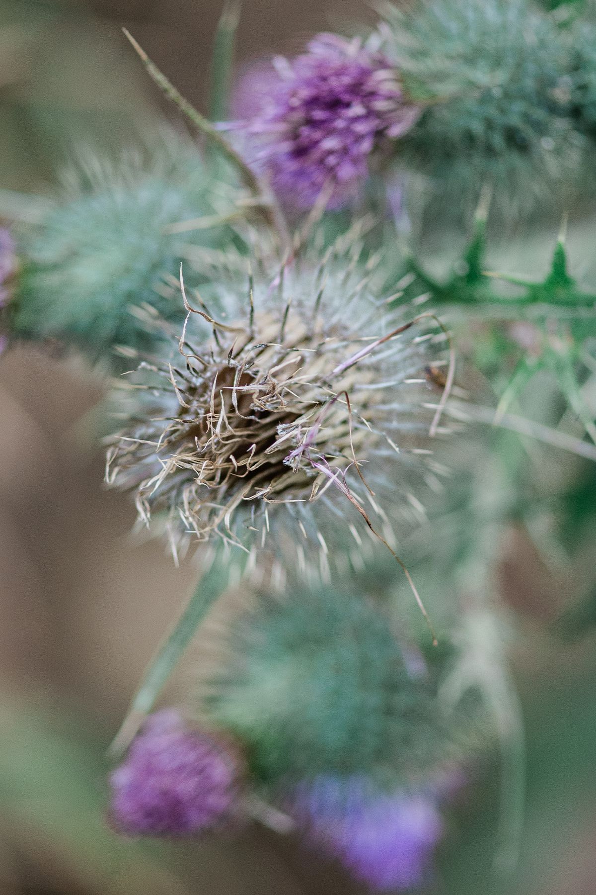 Close-up of wild spear thistle plants with spiky purple blooms and a dried seed head in soft natural light.