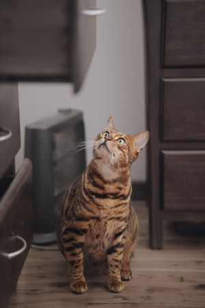 A Bengal cat with striking tabby markings sits on hardwood floor, gazing upward with bright green eyes.