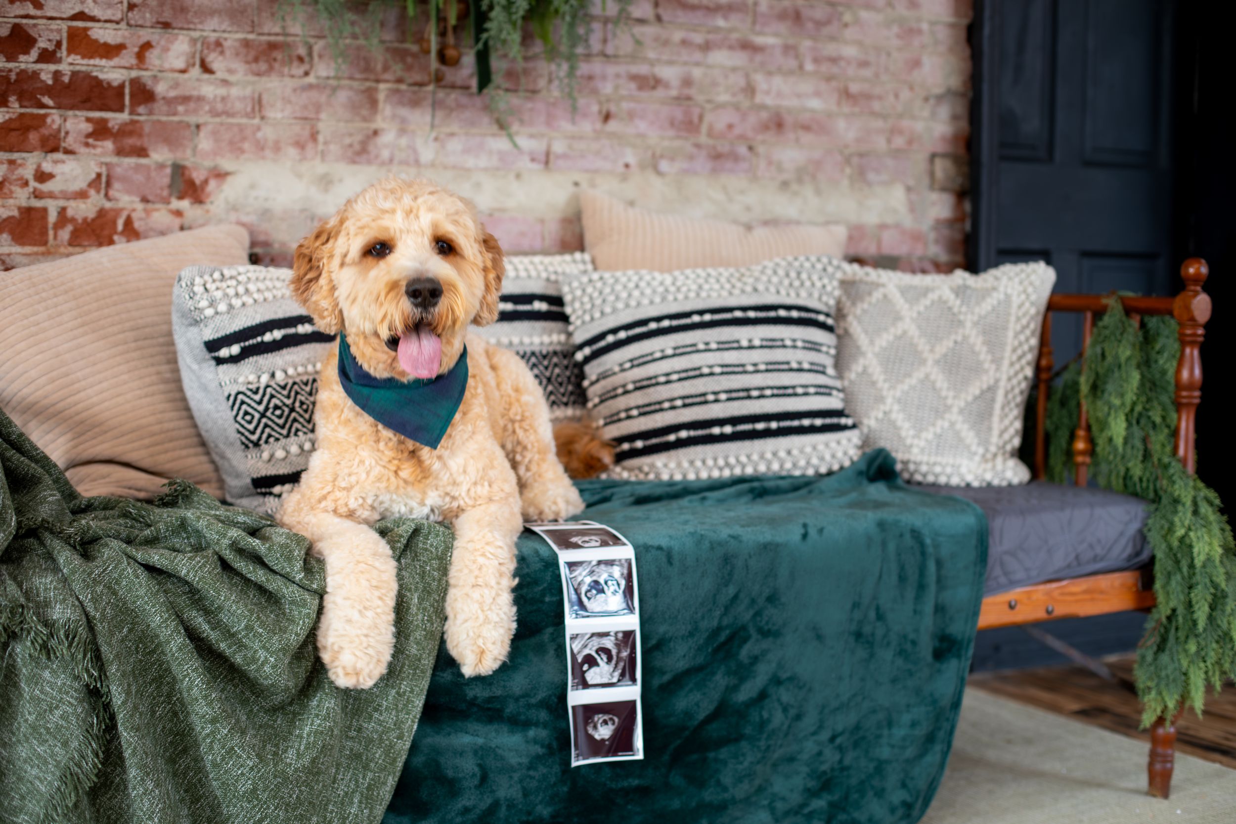 Christmas pregnancy announcement with couple and dog during a 2026 Cincinnati dog-friendly studio mini session with a local photographer.