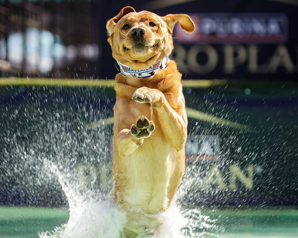 Golden Labrador dog joyfully leaping out of water, splashing droplets, wearing a collar, captured mid-air at an outdoor event.