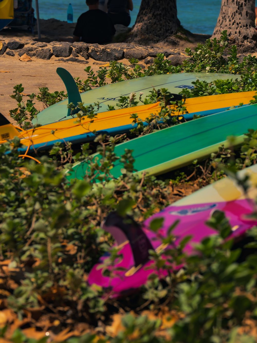 Colorful longboards in green, yellow and pink rest in low beach shrubs at Waikiki, the ocean and a palm trunk blurred in the background.