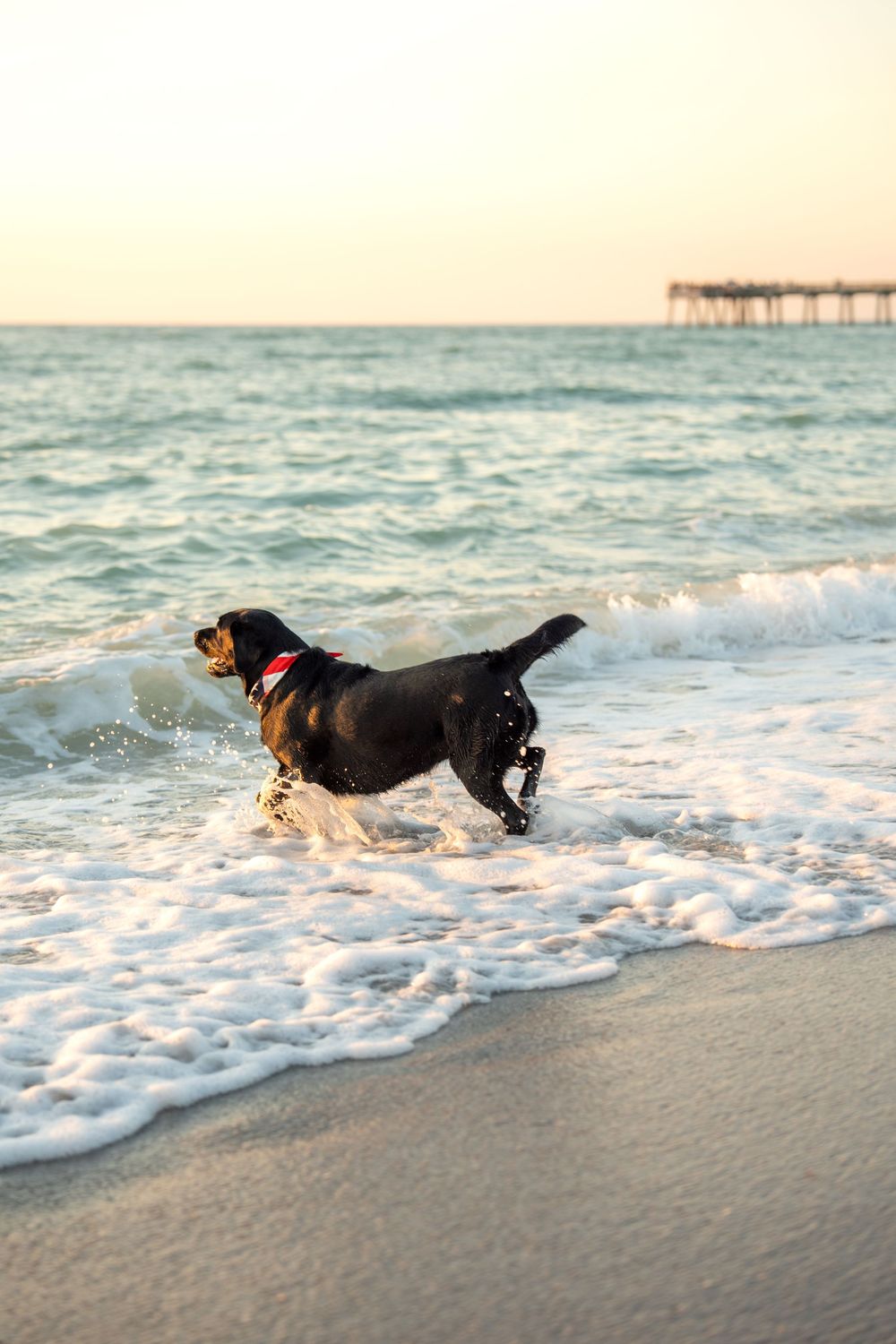 Black Labrador Retriever splashes through ocean waves on sandy beach at golden sunset hour.