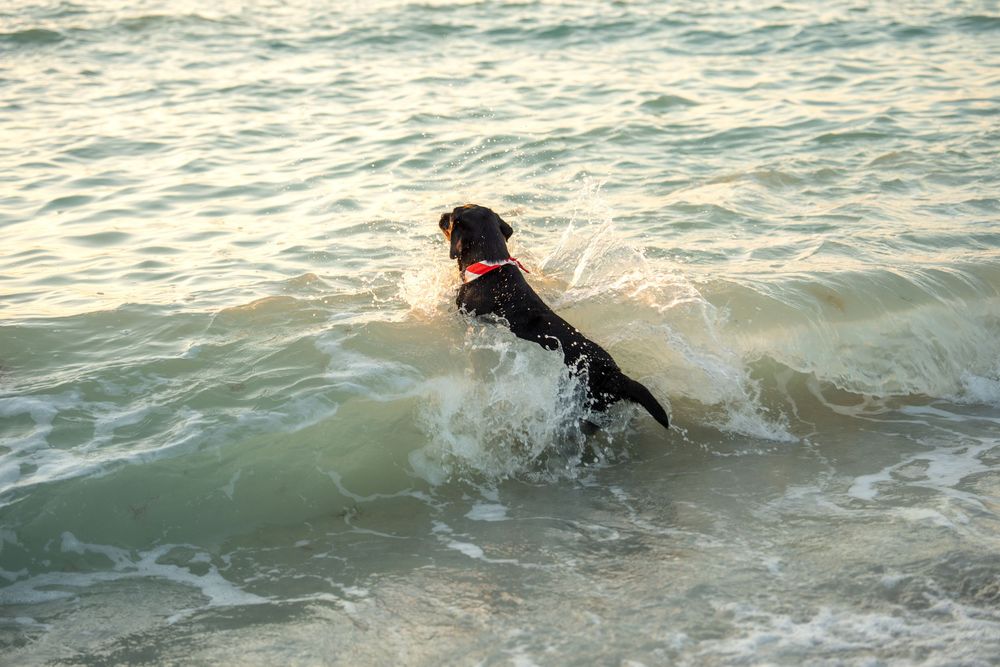 Black Labrador dog playing in ocean waves at sunset wearing a red collar.