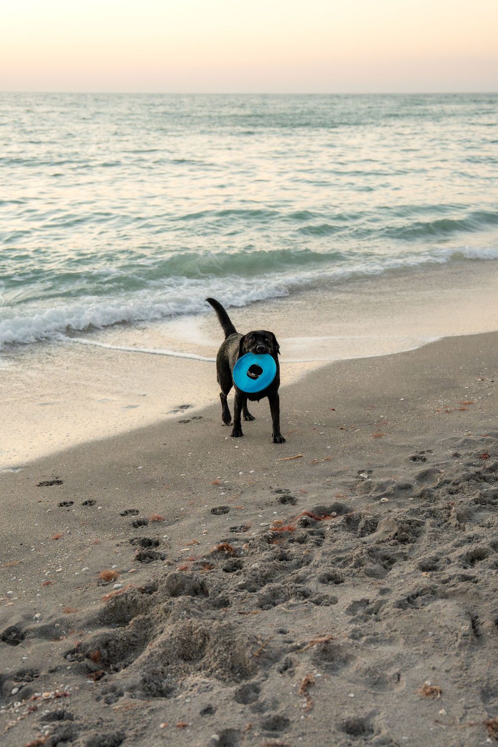 Black Labrador Retriever fetches blue toy ring along sandy ocean shoreline at dusk.