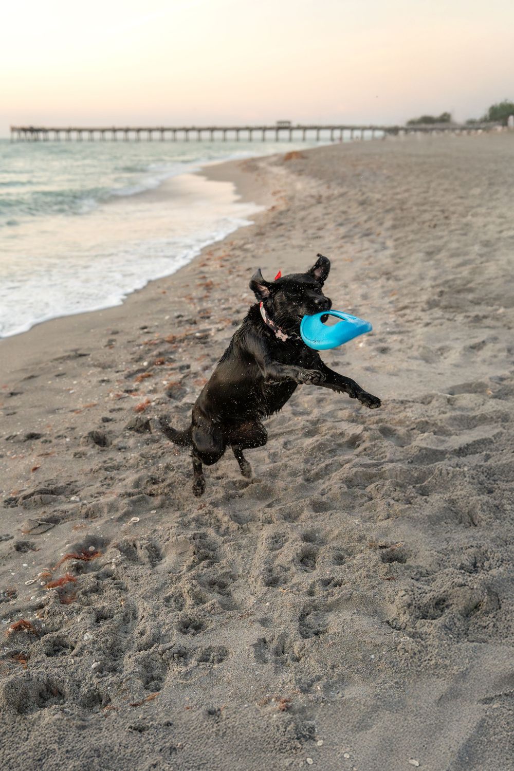 Black dog jumping to catch a blue frisbee on a sandy beach at sunset with a pier in the background.