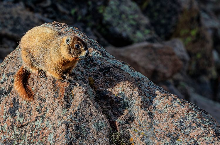 Reji Li Wildlife Gallery Coming Soon, Page Banner