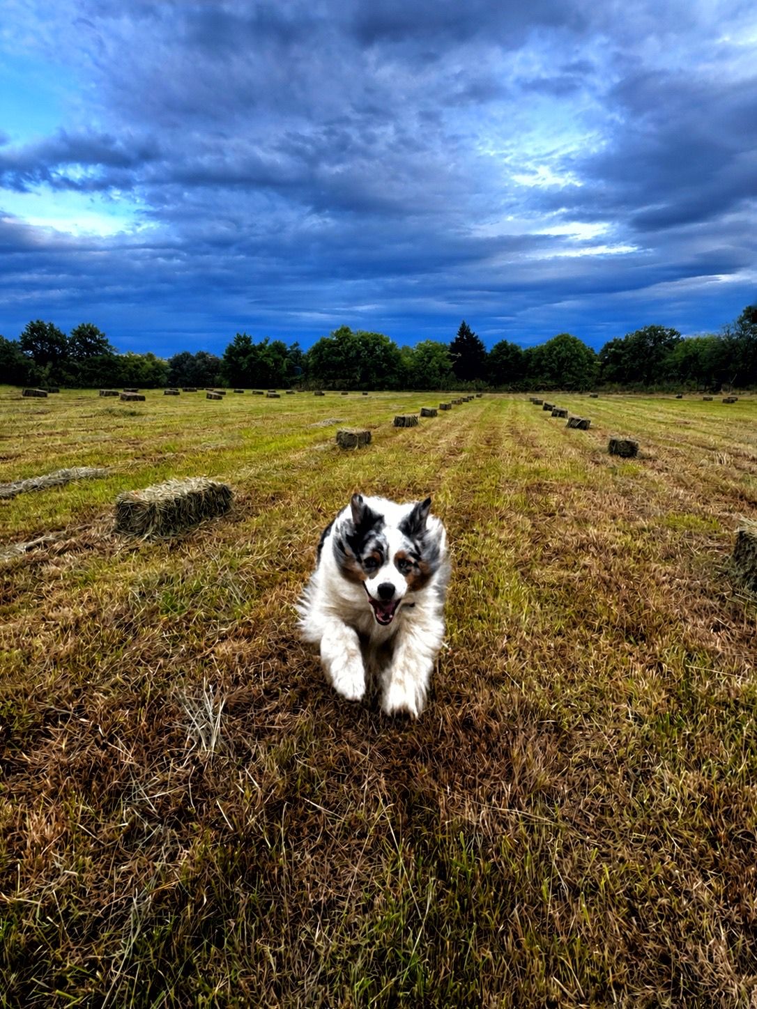 A border collie runs joyfully through a harvested field with hay bales under a dramatic blue cloudy sky.