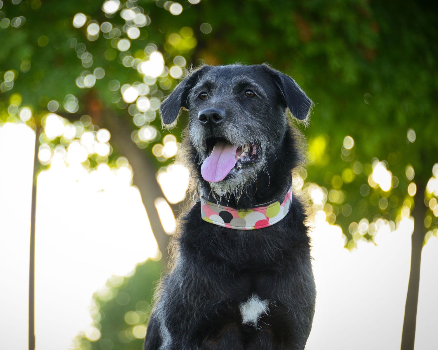 Happy black dog with white chest wearing colorful collar poses outdoors in sunlit garden.