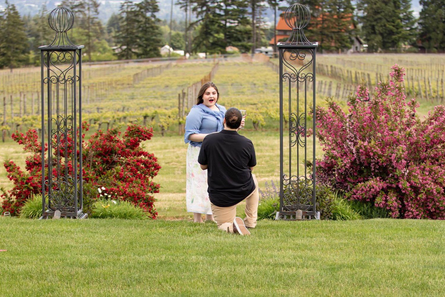 Man proposing on one knee to surprised woman in vineyard garden with red flowers and evergreen trees.