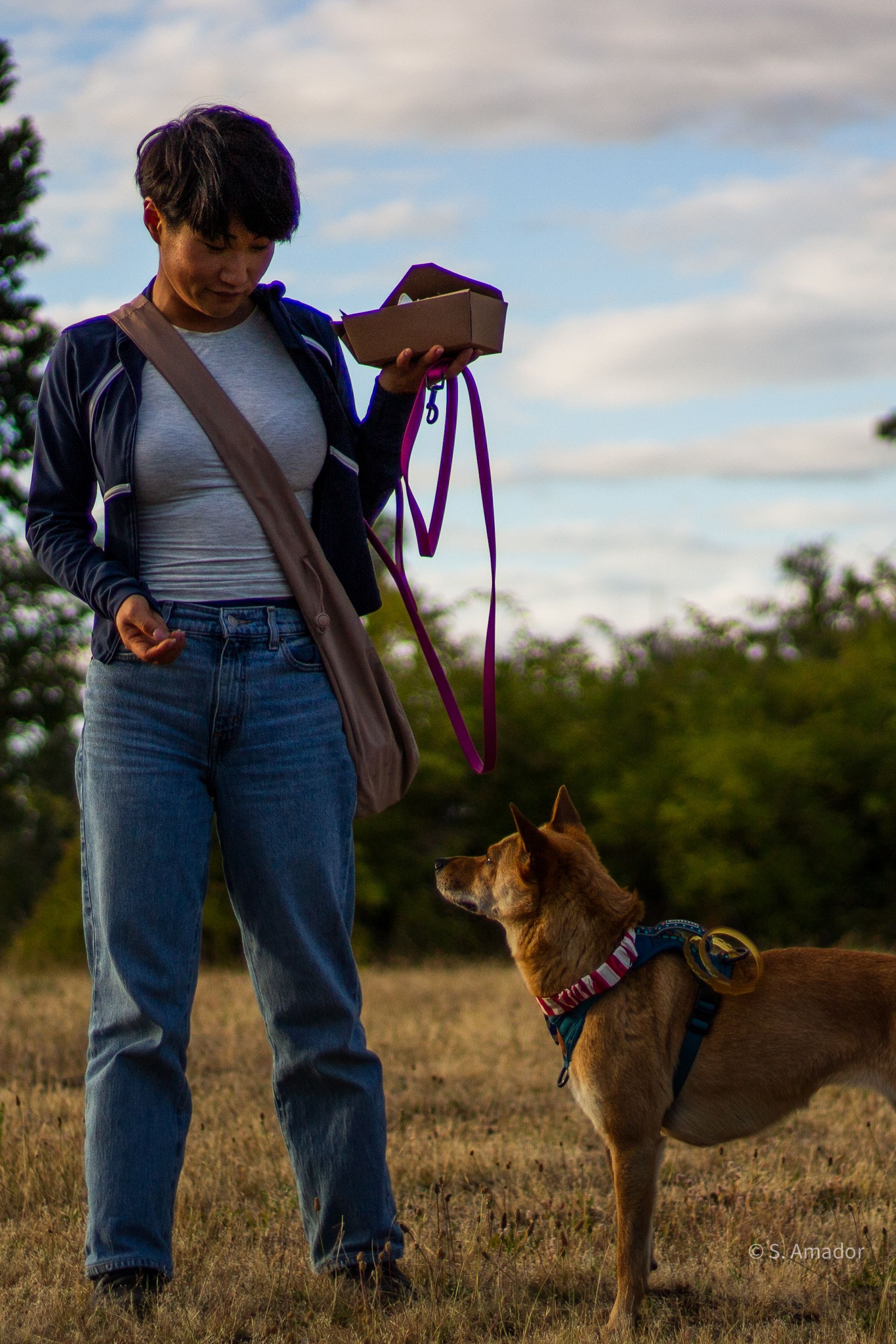 Woman in blue jacket holds a box while walking her brown dog on a purple leash in an open field.