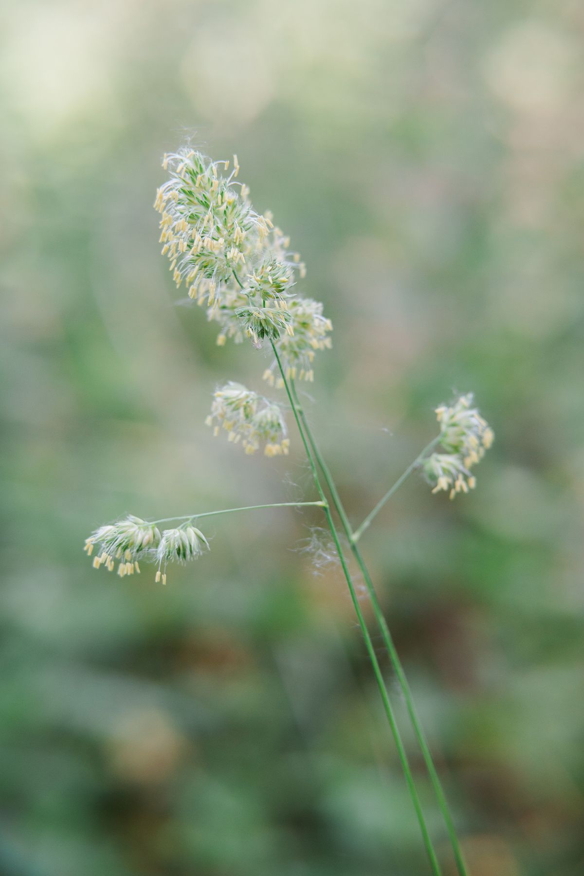 Close-up of cocks-foot seed head in green meadow with soft bokeh background by fine art nature photographer Kathryn Hopkins