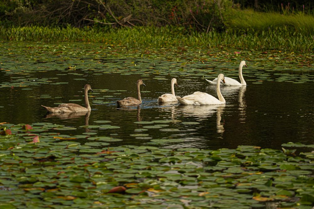 dodge-state-park-waterford-michigan-photography-photographer-nature-outdoor-1004